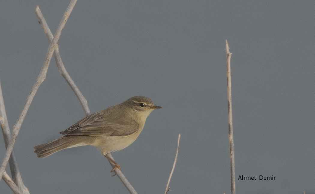 Willow Warbler